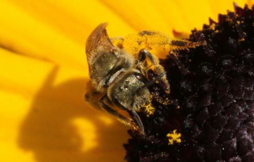Réf. 288 948 : Seladonia sp.